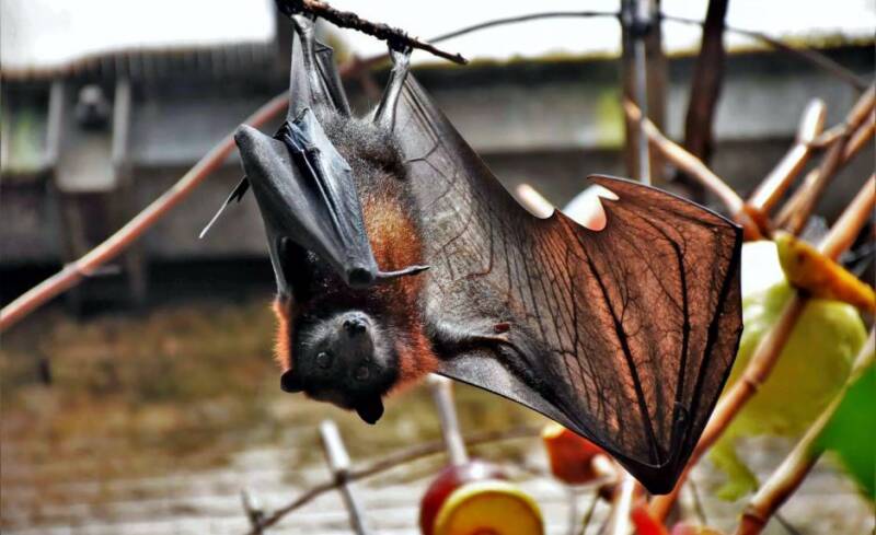 Foto: Correio da Amazônia