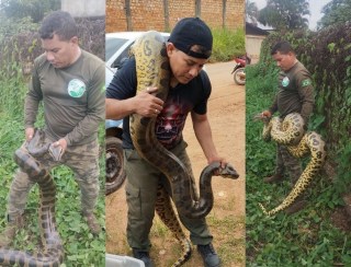 VÍDEO: cobra de 4 metros é resgatada por biólogo na zona urbana de Porto Velho