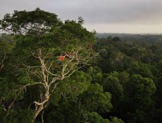 Investidor dos mercados de carbono lança plano de proteção da amazônia de US$ 1,5 bi