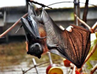 Cresce a presença de morcegos nas áreas urbanas de Rondônia, aponta pesquisa