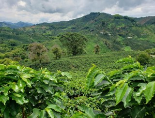 Clima pode fazer café migrar de região, altitude e variedade plantada