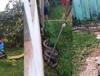 VÍDEO: sucuri de quatro metros é encontrada em quintal de residência em Porto Velho