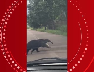 VÍDEO: tamanduá-bandeira passeia próximo ao Parque Circuito em Porto Velho