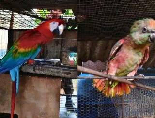 Seis animais silvestres são resgatados de uma residência em Porto Velho