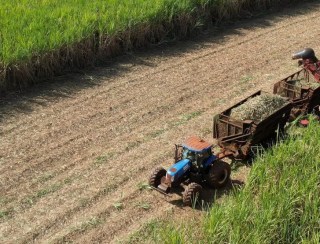 Safra de cana deve cair pelo segundo ano seguido, diz consultoria