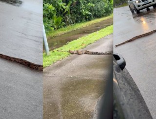 VÍDEO: Jiboia é flagrada 'passeando' no Espaço Alternativo em Porto Velho