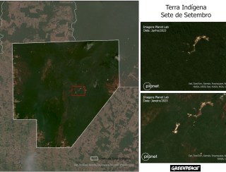 Garimpo avança em Terra Indígena de Rondônia, mostram imagens de satélite divulgadas pelo Greenpeace