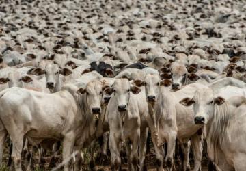 Governo de Mato Grosso