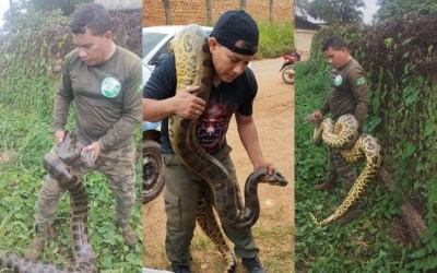 VÍDEO: cobra de 4 metros é resgatada por biólogo na zona urbana de Porto Velho