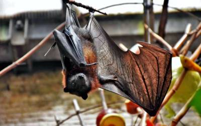 Cresce a presença de morcegos nas áreas urbanas de Rondônia, aponta pesquisa