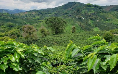 Clima pode fazer café migrar de região, altitude e variedade plantada