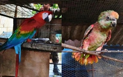 Seis animais silvestres são resgatados de uma residência em Porto Velho