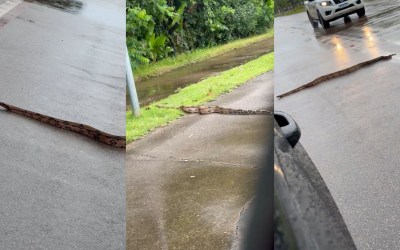 VÍDEO: Jiboia é flagrada 'passeando' no Espaço Alternativo em Porto Velho